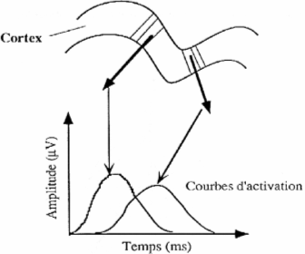 Figure 80. Modèle dipolaire stationnaire. La position et l’orientation sont stables au cours du temps. Chaque générateur modélisé possède sa propre courbe d’activation.