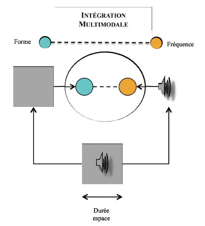 Figure 3: Synthèses des données sur l’intégration perceptive audiovisuelle. Intégration multimodale fréquence/forme (Giard & Peronnet, 1999 ; Fort, 2002) influencée par la synchronisation spatiale (Teder-Sälejärvi et al., 2005) et temporelle (King, 2005) 