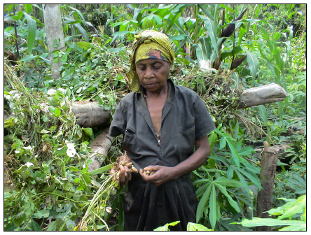 Figure 43. Aba récoltant les arachides dans sa plantation en forêt, Bitouga, juillet 2004