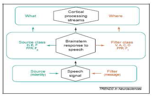 Figure 13: Tirée de Kraus et al, 2005. Représentation schématique du tronc cérébral sous la forme d’un médiateur entre propriétés acoustiques du signal et traitement cortical.