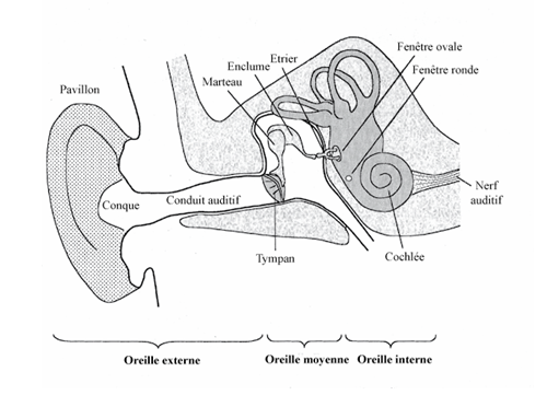 Figure 1.1.1. Anatomie du système auditif périphérique. D’après Plack (2005).