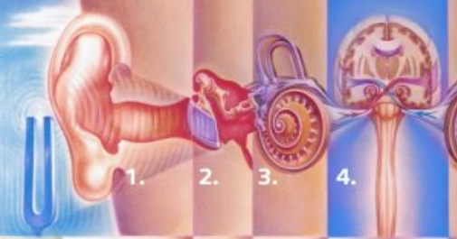 Figure 29. Les différentes parties anatomiques du système auditif: 1. Oreille externe ; 2. Oreille moyenne ; 3. Oreille interne ; 4. Voies nerveuses centrales.