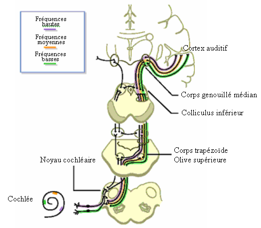 Figure 13. L’organisation tonotopique est préservée le long des voies auditives.