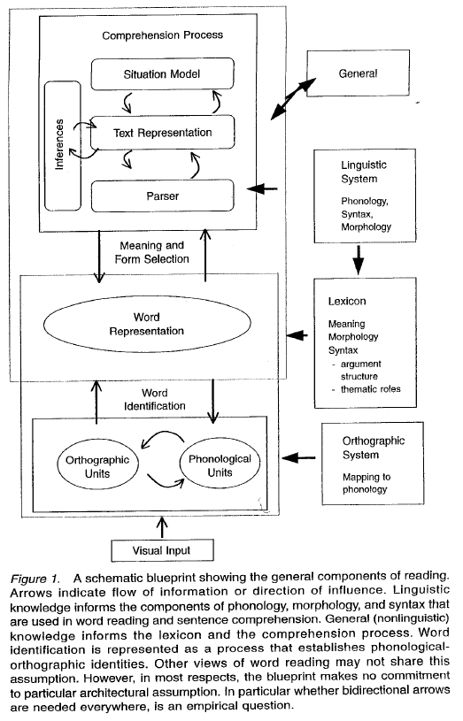 Figure 5 : Modèle de reconnaissance des mots par Perfetti, 1999.