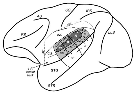 Figure 13 : Organisation tonotopique corticale au niveau de l’hémisphère gauche d’un macaque. L’organisation des fréquences présente dans les différentes régions est indiquée par les lettres H (hautes fréquences) et L (basses fréquences).