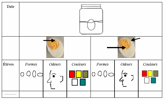 Figure 4-3-17. Récolte observations œuf classe
