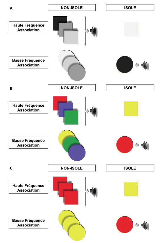 Figure 13 : Illustration des manipulations expérimentales lors de la phase d’apprentissage, d’après Brunel et al. (2009b; 