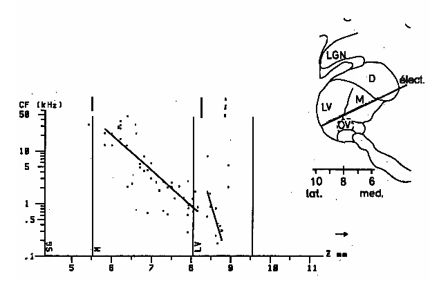 Figure 11 : Organisation tonotopique présente au niveau du thalamus. 