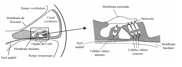 Figure 1.1.2. Schéma de la cochlée et de l’organe de Corti. D’après Plack (2005).