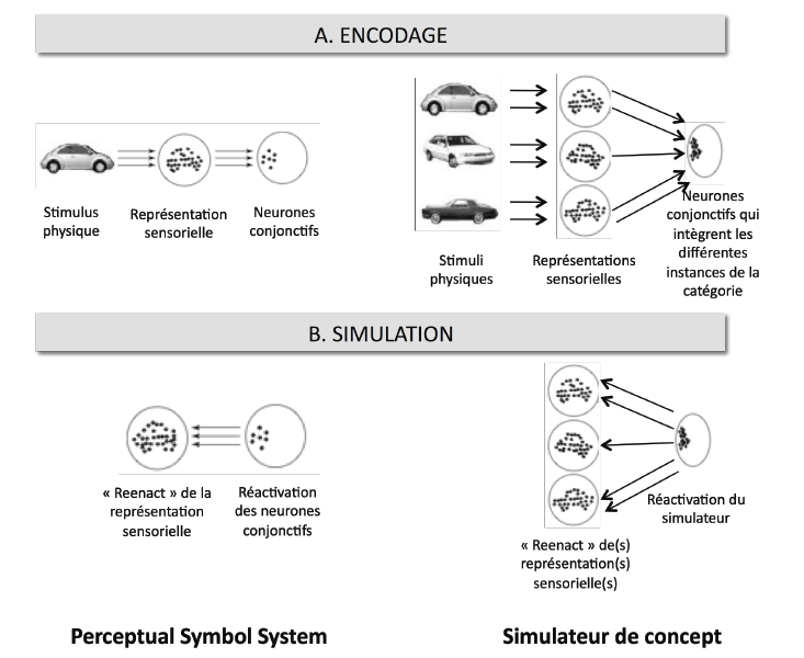 Figure 7 : Illustration de la théorie des symboles perceptifs et de la notion de simulateur de concepts, d’après Barsalou, 1999 et Barsalou et al. 2003. 