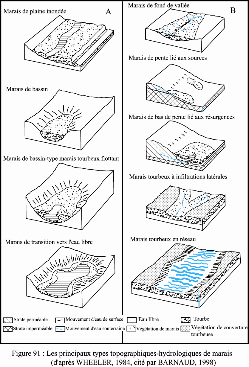 Figure 91 Les principaux types topographiques-hydrologiques de marais (WHEELER, 1984, cité par NCC, 1989, in BARNAUD, 1998 modifiée)