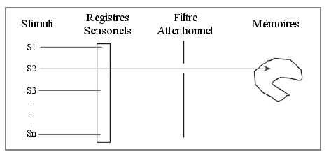 Figure 16 : Modèle de Broadbent