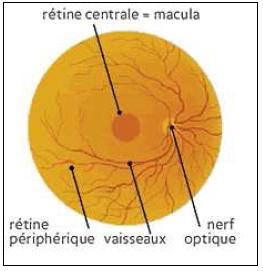Figure 3 : Fond d’œil normal