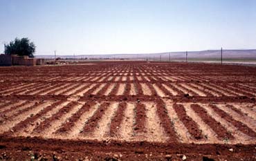 Planche 1 B - Irrigation sur le glacis de Sfirat