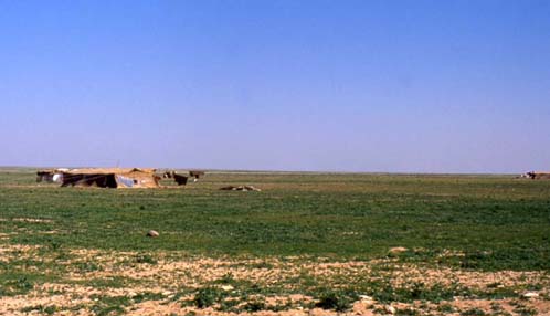Planche 6 B - Steppe constituée d'annuelles avec camp de nomade (est du lac Jabbûl)
