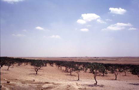 Planche 7 A - Pistachiers dans le nord du lac (secteur de Za'râyâ)