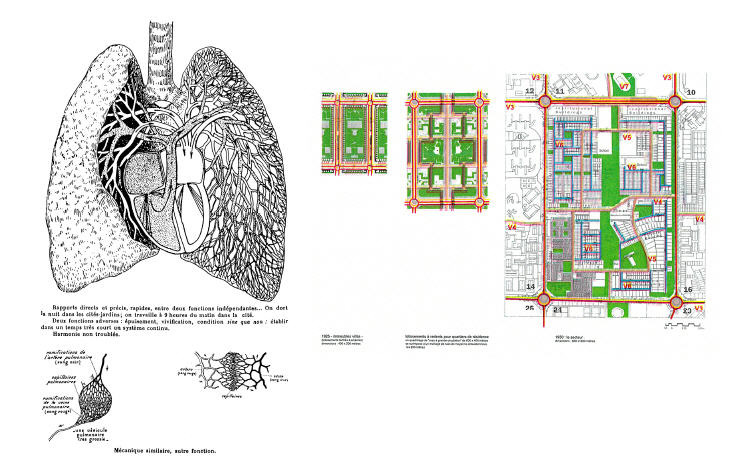 Illustrations 6 et 7 : L’analogie corbuséenne entre le fonctionnement du corps humain et celui du système urbain. 