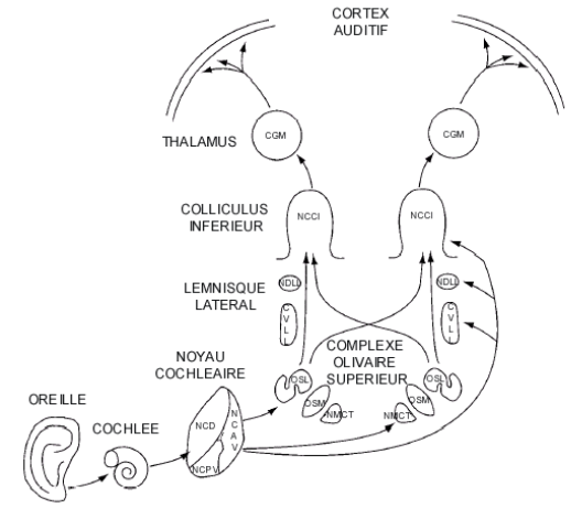 Figure 11. Représentation schématique des dix noyaux principaux présents le long des voies auditives (Glendenning et Hutson, 1998).