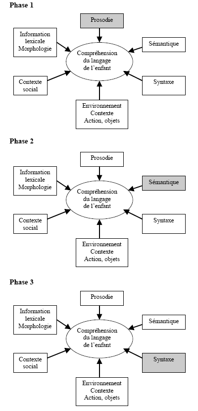 Figure 7 : Le modèle de la coalition émergente de la compréhension du langage : le poids des indices selon les stades. (Hirsh-Pasek et Golinkoff, 1999 ; notre traduction)