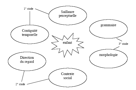 Figure 8 : Les différents stades de l’acquisition du langage selon le modèle de la coalition émergente.
