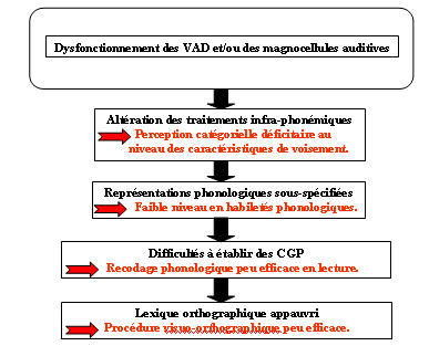 Figure 49 : Schématisation de la théorie magnocellulaire.