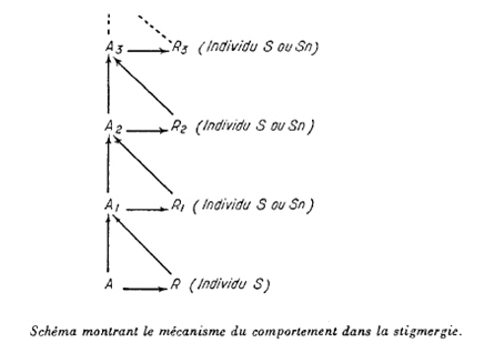Figure 50. La succession dans le temps entre stimuli et réponses se déterminent réciproquement (Grassé, 1959, p. 74)
