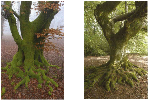 Fig. 45: Beech trees from Mont Beuvray (Burgundy). Their tortuous and imposing ramifications and roots going deep into the ground inspire a feeling of mystery, sacredness and potency. Romero, 2006, p. 30.