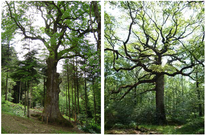 Fig. 44: Left: A huge old oak from Montmahoux Forest (Doubs, Jura). Right: the majestic and impressive 400-year-old sessile oak tree, called ‘Chêne des Hindrés’, situated to the north-east of Paimpont, in the mysterious Forest of Brocéliande (Ille-et-Vilaine). With its 5-metre large trunk, its winding and robust branches and its peculiar shape, this giant oak seems to be the guardian of the place and to preside over the forest. Bilimoff, 2003, p. 63.