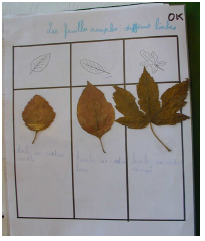 Figure 18 : Les feuilles
