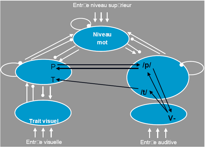 Figure 5 : Etape de renforcement des phonèmes compatibles par des relations ascendantes activatrices.