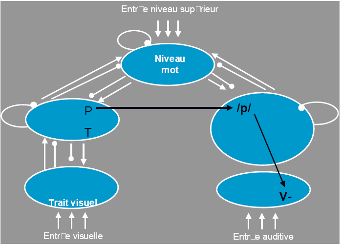Figure 4 : Etape d’activation des unités-phonèmes et des traits phonologiques correspondants.