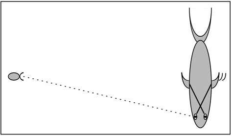Figure  9 : Organisme primitif chez qui la perception de la proie équivaut à un ordre donné à la nageoire controlatérale de s'activer.