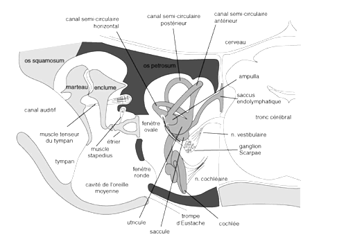 Figure 6 : Position du labyrinthe dans le crâne, avec les composantes de l’organe de l’équilibre (canaux semi-circulaires et otolithes) et de l’organe de l’audition (cochlée)