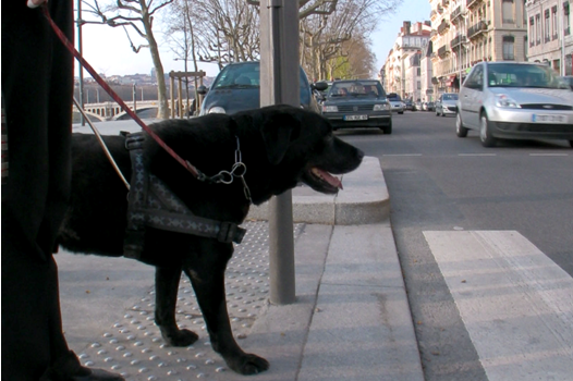 Figure 19 : Une participante à notre recherche s’apprêtant à traverser la chaussée avec son chien-guide