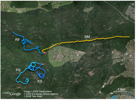 Figure 5 : Traces GPS de marcheurs dans une dense forêt allemande
