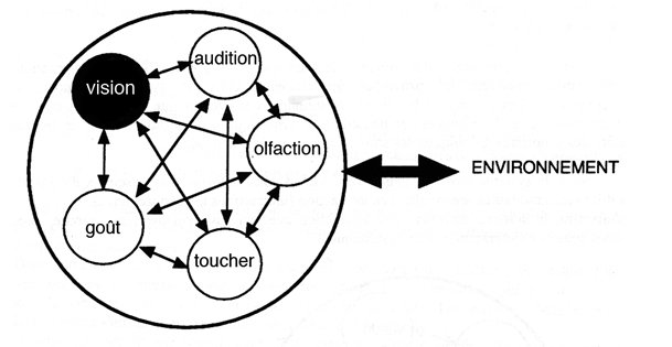 Figure 7 : Système sensoriel en cas de cécité tardive