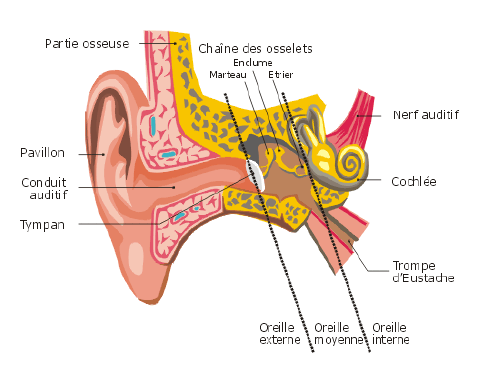 Figure 1 : Schéma de l’appareil auditif périphérique humain