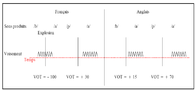 Figure 8 : VOT en français et en anglais (valeurs de VOT en ms, provenant de Serniclaes (1987). Figure d’après la thèse de Christophe Dos Santos (2007).