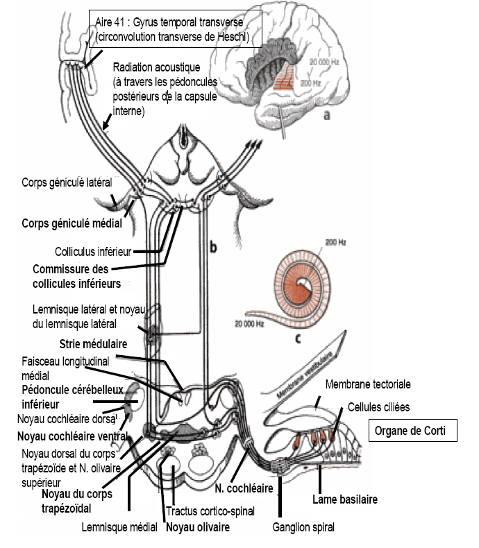 Figure 3 : Schéma des connexions centrales du nerf cochléaire. 