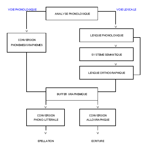 Figure 1. Modèle des processus impliqués en écriture et en épellation sous dictée
