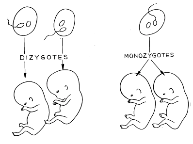Figure 6. Les grossesses gémellaires