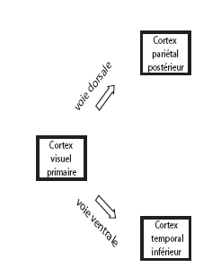 Figure 2 (détail). En bas à droite, représentation schématique des deux principales voies visuelles par rapport à une vue latérale d'un cerveau de primate