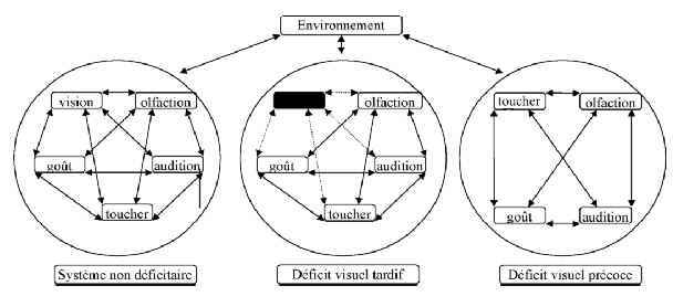 Figure 7 : Modélisation des interactions du système sensoriel appliqué aux systèmes déficitaires et non déficitaires (d’après Portalier, 1996).
