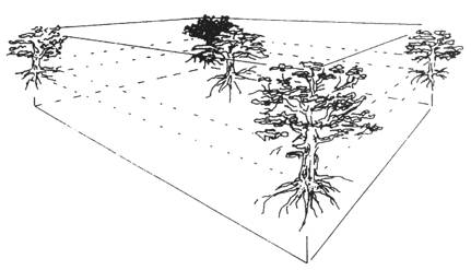 Partie 3 - fig. 18. Les cinq arbres cosmiques : l’arbre central et les quatre arbres situés aux extrémités du monde.