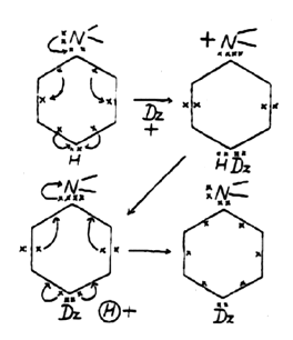Figure 2 − Représentation du mécanisme de diazotation proposé par Robinson (1925) p. 457 (Dz symbolise le sel de diazonium). 