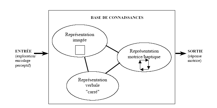 Figure 28 : Les différentes voies (directes et indirectes) pouvant être empruntées dans le processus d’intégration des informations visuo-spatiales.