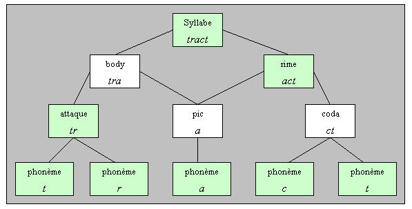 Figure 1: Structure hiérarchique de la syllabe (Seymour & al., 1999)