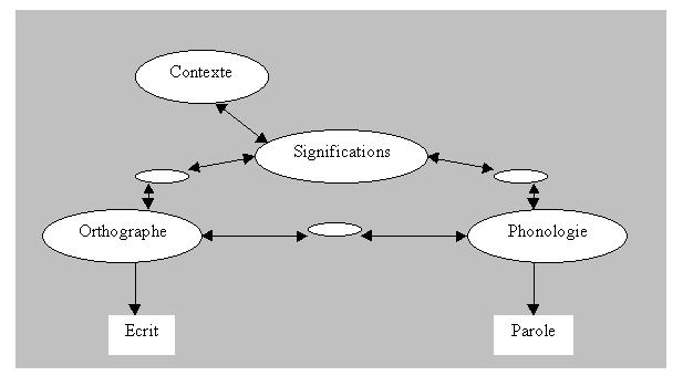 Figure 3 : Modèle connexionniste de Seidenberg et McClelland (1989)