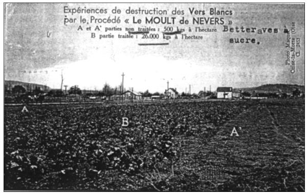 Photographie n°2. Photographie “cartepostalisée” prise dans l’Oise en 1935. (A & A’ : parties non traitées ; B : secteur traité)