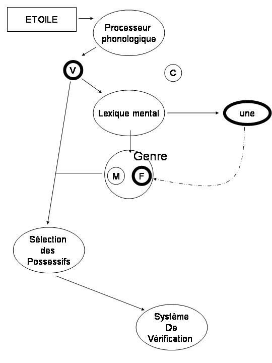 Figure 14 : Modèle exhaustif d’accès aux déterminants en compréhension 